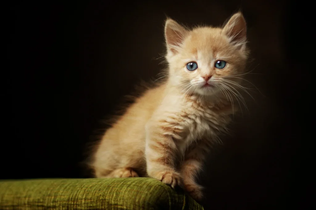 cat captions for instagram