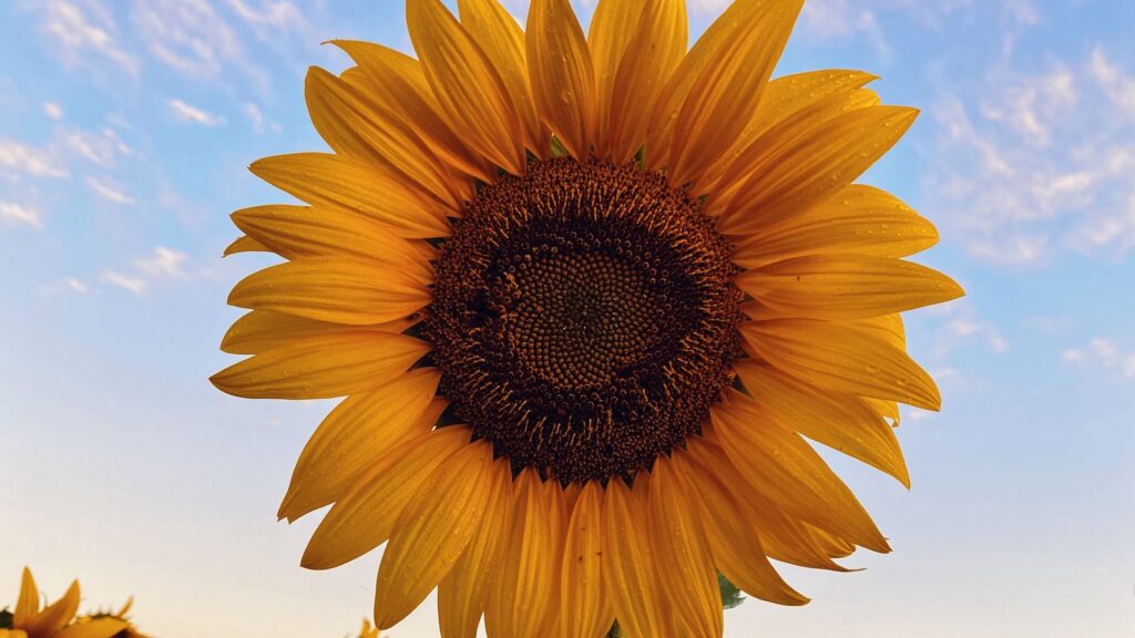 sunflower captions for instagram