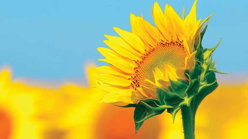 sunflower captions for instagram