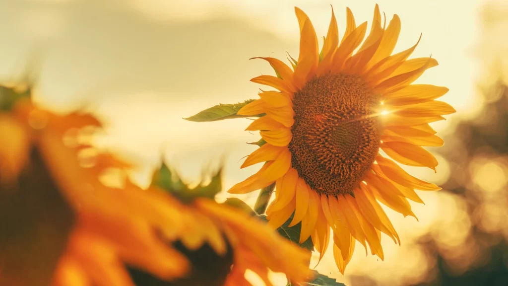 sunflower captions for instagram
