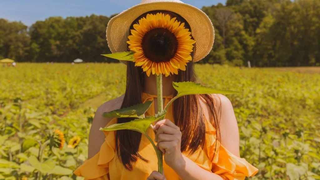 sunflower captions for instagram