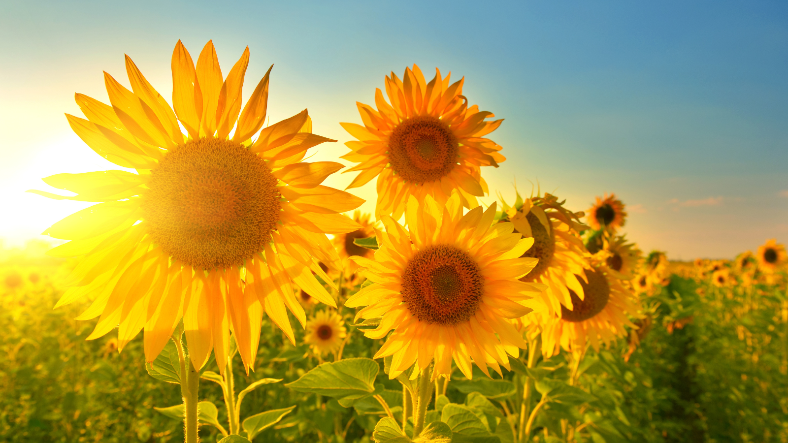sunflower captions for instagram