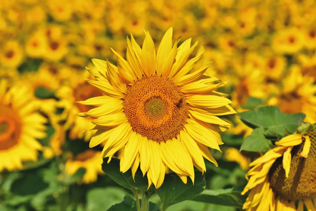 sunflower instagram captions