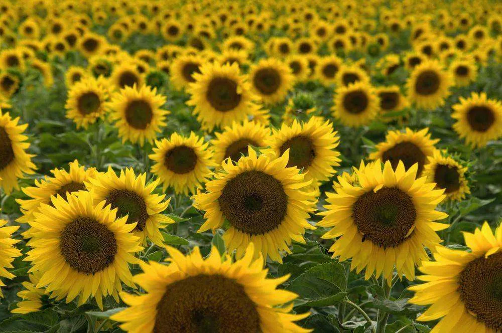 sunflower instagram captions
