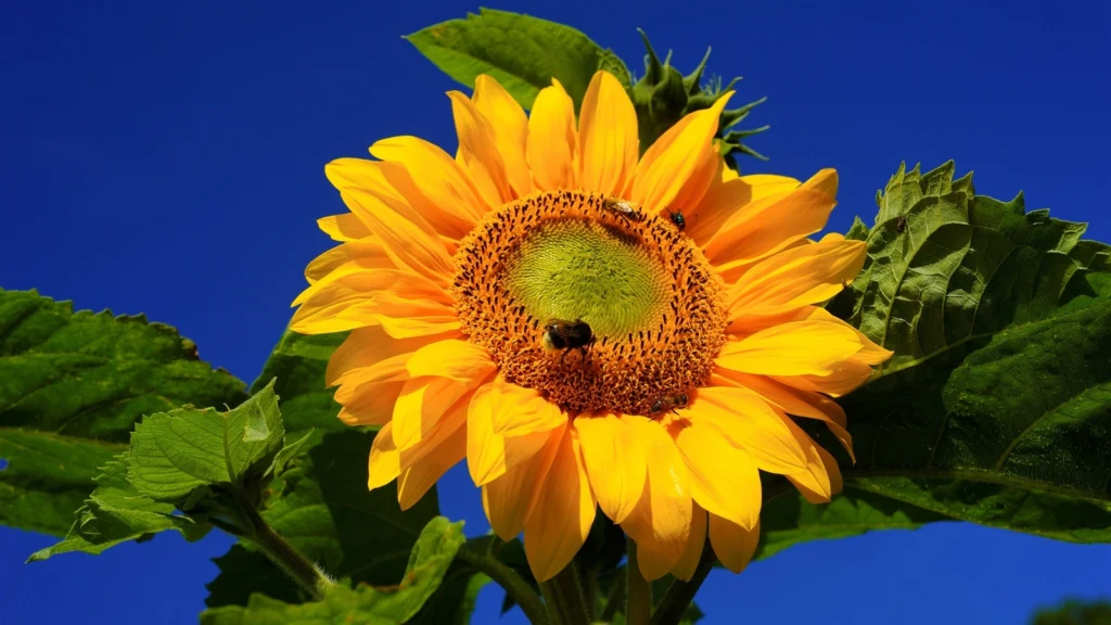 sunflower instagram captions