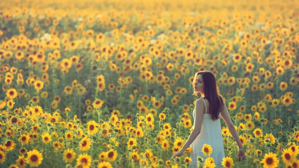 sunflower instagram captions