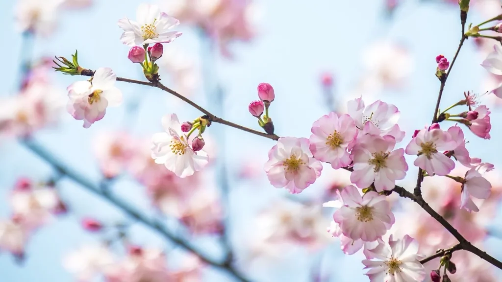 cherry blossom instagram captions