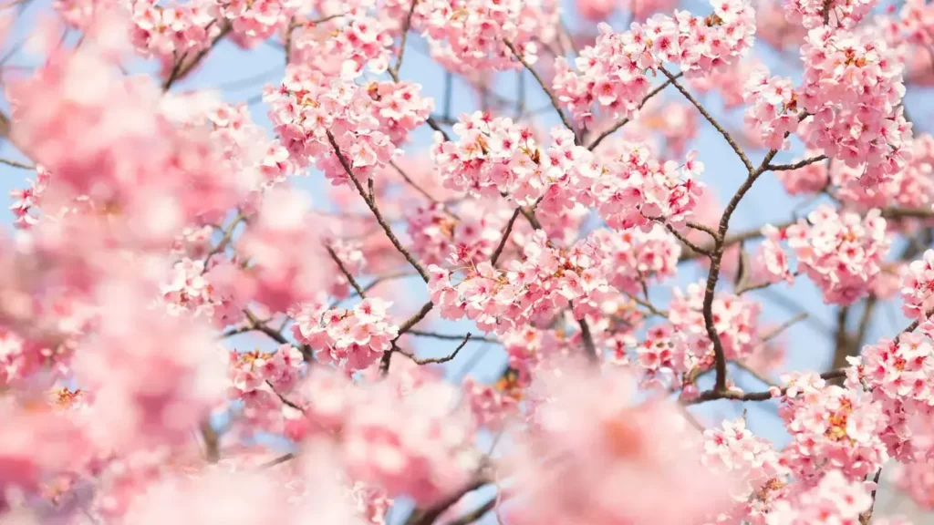 cherry blossom instagram captions